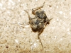 Mesopsocus sp.