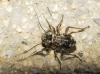 Mesopsocus sp.
