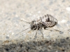 Mesopsocus sp. Mesopsocus sp.