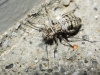 Mesopsocus sp. Mesopsocus sp.