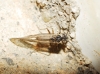 Mesopsocus sp.
