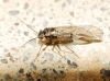 Mesopsocus sp.
