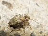 Mesopsocus sp.