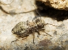 Mesopsocus sp.
