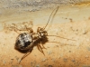 Mesopsocus sp. Mesopsocus sp.