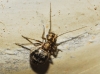 Mesopsocus sp. Mesopsocus sp.