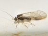 Mesopsocus sp. Mesopsocus sp.