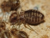 Neopsocus cf. rhenanus Neopsocus cf. rhenanus