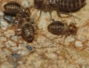 Neopsocus cf. rhenanus Neopsocus cf. rhenanus