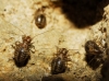 Neopsocus cf. rhenanus Neopsocus cf. rhenanus