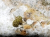 Prionoglaris stygia
