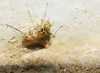 Prionoglaris stygia