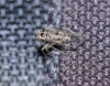 Psocus bipunctatus