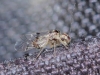 Psocus bipunctatus