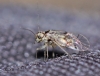 Psocus bipunctatus