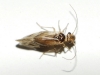 Valenzuela cf. flavidus