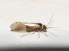 Valenzuela cf. flavidus