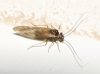 Valenzuela cf. flavidus