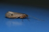 Limnephilidae Kolenati, 1848 Limnephilidae Kolenati, 1848