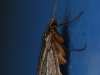 Limnephilidae Kolenati, 1848 Limnephilidae Kolenati, 1848