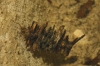 Limnephilidae Kolenati, 1848 Limnephilidae Kolenati, 1848