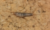 Ctenolepisma sp.