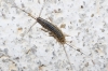Ctenolepisma sp.