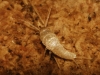 Lepismatinae