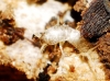 Lepismatinae