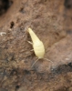 Neoasterolepisma sp. o Tricholepisma aurea Neoasterolepisma sp. o Tricholepisma aurea