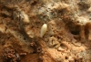 Proatelurina pseudolepisma