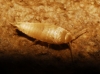 Proatelurina pseudolepisma