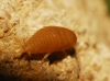Proatelurina pseudolepisma