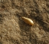 Proatelurina pseudolepisma
