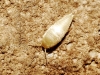 Proatelurina pseudolepisma