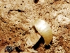 Proatelurina pseudolepisma
