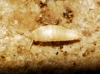 Proatelurina pseudolepisma