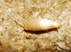 Proatelurina pseudolepisma