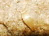 Proatelurina pseudolepisma