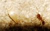 Proatelurina pseudolepisma