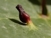 Aceria cephalonea