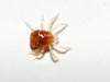 Anystidae