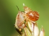 Anystidae