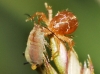 Anystidae