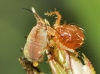 Anystidae