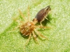 Anystidae