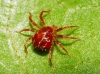 Anystidae
