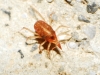 Bdellidae