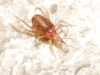 Bdellidae