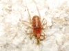 Bdellidae